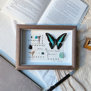 Personalized Graphium Sarpedon Butterfly-Butterfly Taxaidrmy, Butterfly in Wooden Frame, Butterfly  Specimens, Real Butterfly Gift