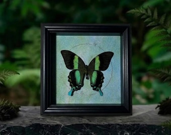 Esposizione personalizzata di farfalle Papilio Blumei con cornice in legno nero, vera opera d'arte da parete a forma di insetto, esposizione entomologica in stile museale, idea regalo unica