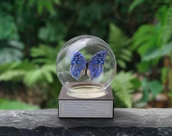 Elegante vitrina de cristal con forma de mariposa: decoración con ejemplares de mariposa azul auténtica y base de nogal. Regalo natural personalizado para amantes de la naturaleza.