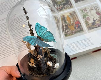 ガラスドームに保存された青いモルフォ蝶メネラウス - Etsy 日本