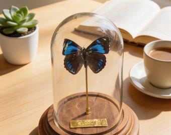 Personalized Butterfly Glass Dome | Real Preserved Butterfly Display | A1 Natural Specimen | Fresh Minimalist Decor | Gift for Her Mother