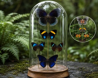 Real South American Butterflies Glass Dome | Double-Sided Five Insect Specimen Display | 360 Viewing | Custom Engraved Nature Lover Gift