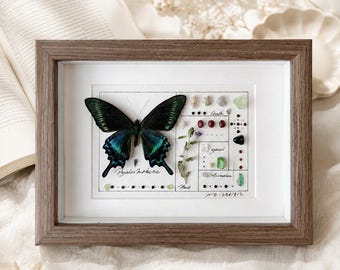 May include: A framed display featuring a dark green and blue butterfly specimen alongside small seashells, polished stones, and a dried plant sprig. The white background includes handwritten text and grid lines, with the number 236/812 at the bottom.