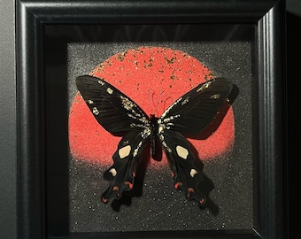 Echte Papilio Memnon Schmetterlinge Shadow Box | Schwarzgold Schmetterling mit rotem Sand & Blattgold | Gothic Natur Wandkunst