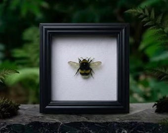 Marco para ejemplar de abejorro de 12 cm (4,7 pulgadas) – Arte mural con insectos reales – Exhibición de historia natural – Decoración minimalista para el hogar – Regalo para ella, amante de la naturaleza y las abejas