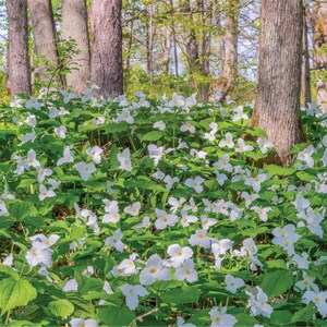 The Trilliums - 1000 Piece Jigsaw Puzzle - MI Puzzles by Phil Stagg ...