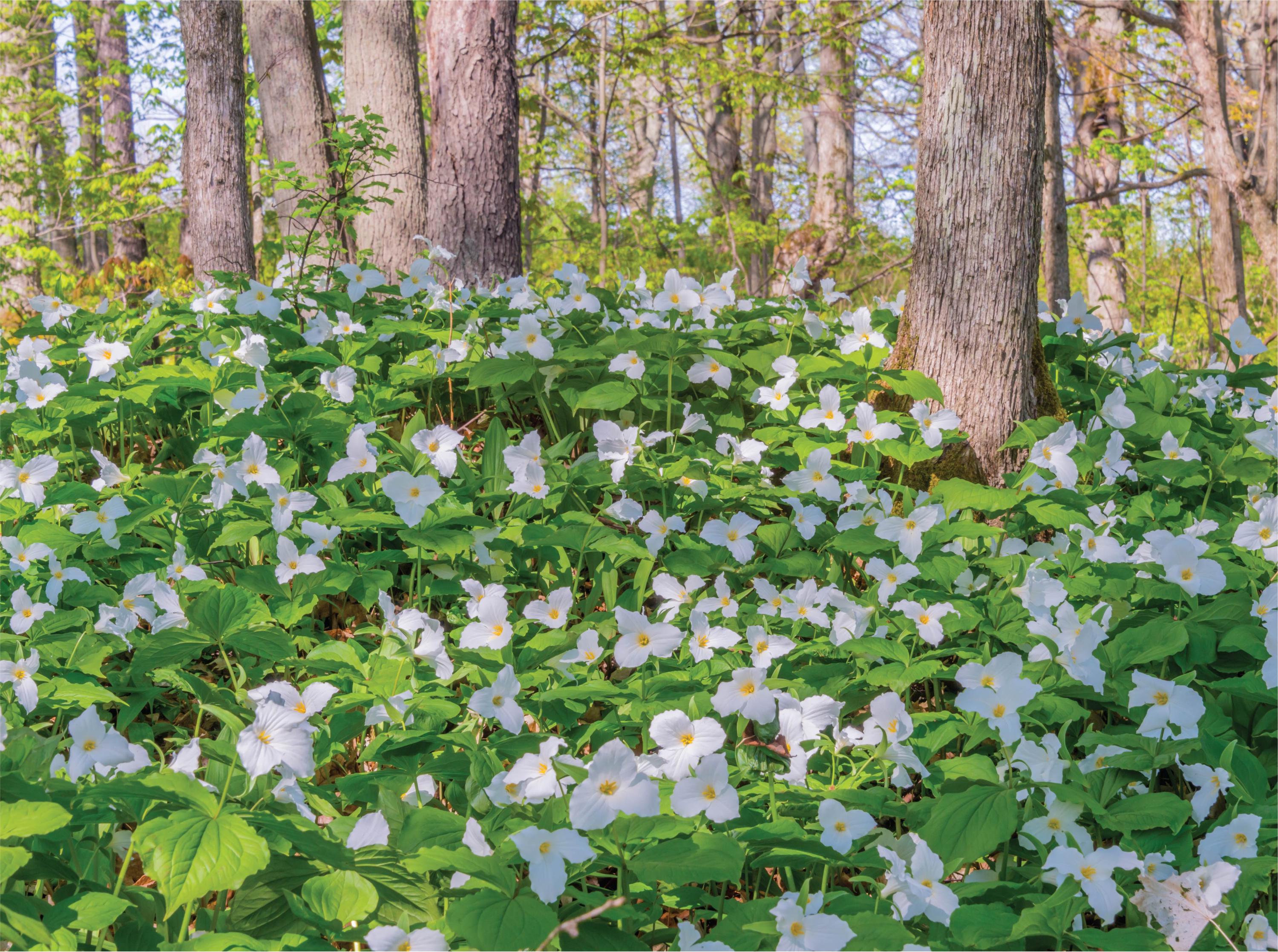 The Trilliums - 1000 Piece Jigsaw Puzzle - MI Puzzles by Phil Stagg ...