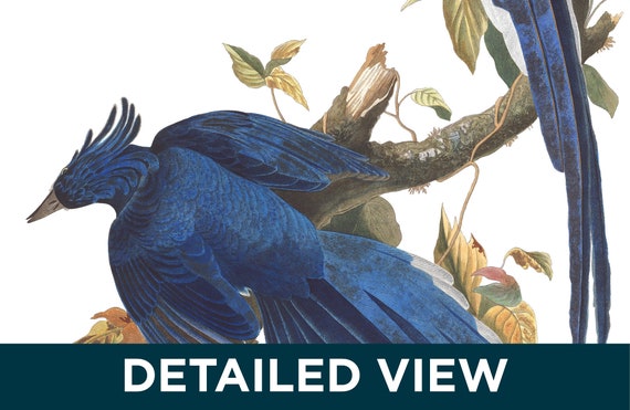 John James Audubon - Columbia Jay - Birds of America Wall Art