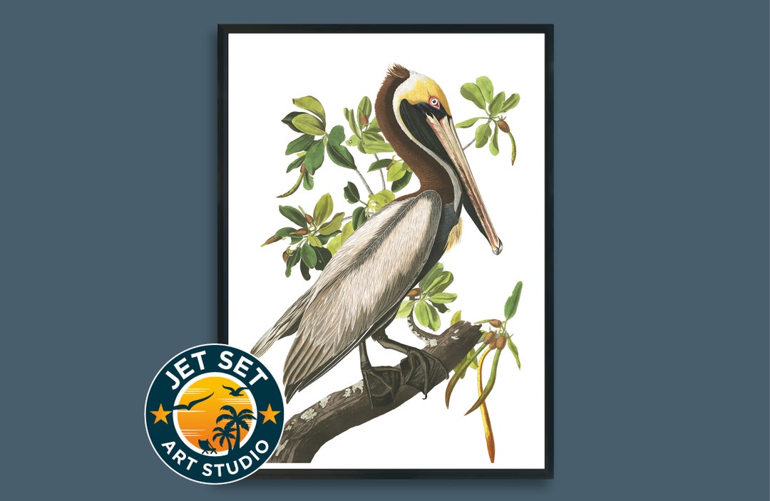 John James Audubon - Brown Pelican - Birds of America Wall Art Framed ...