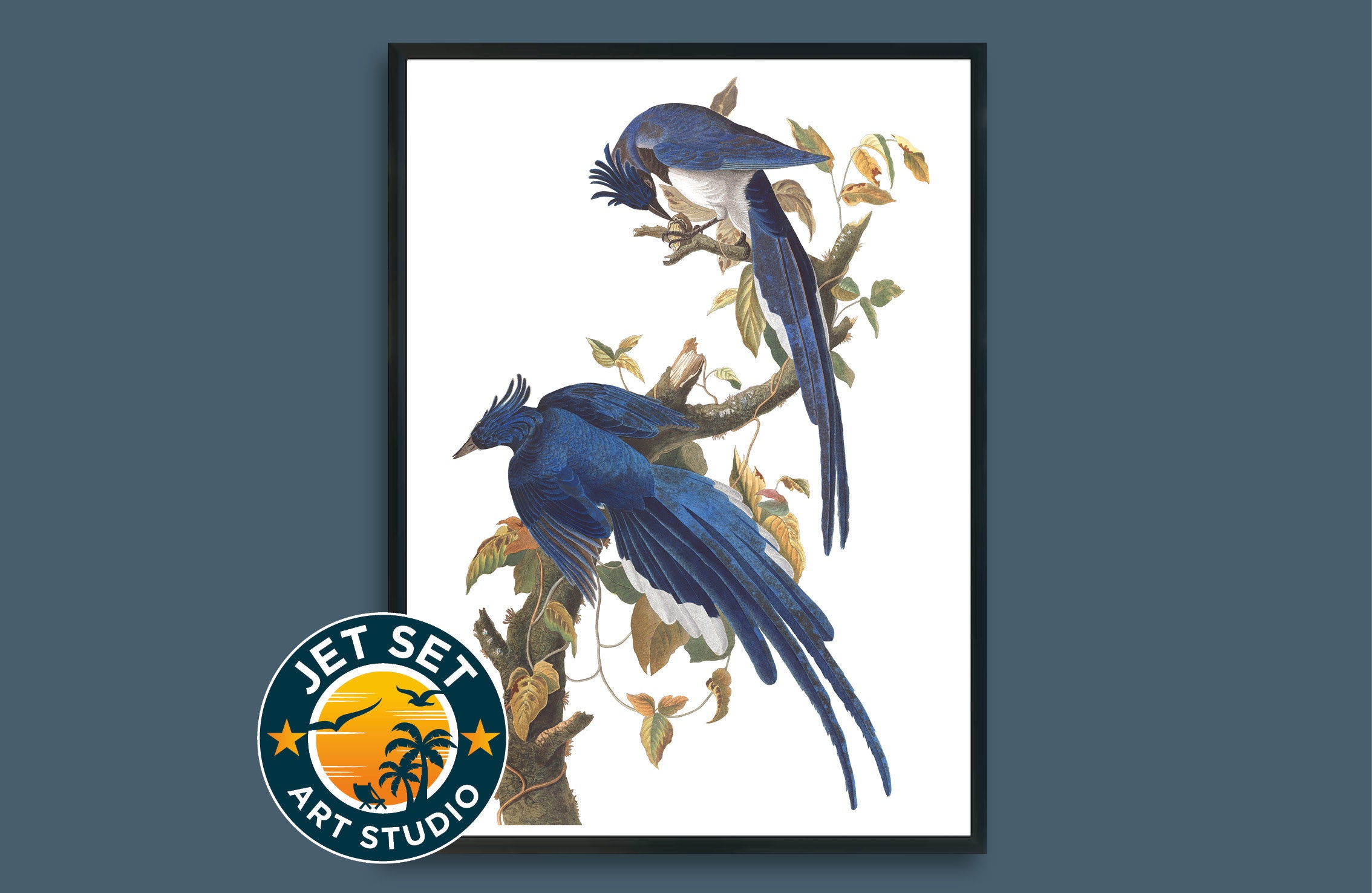 John James Audubon - Columbia Jay - Birds of America Wall Art