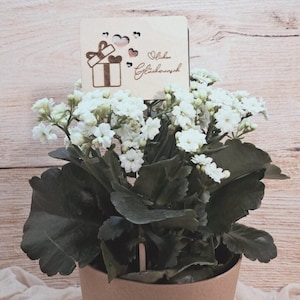 Blumenstecker mit Gutscheinkarte kombiniert "Herzlichen Glückwunsch - Geschenk"