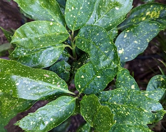 Aucuba japonica 'Variegata'