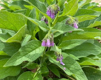 Organic comfrey root! No more untrustworthy compost! Use this instead!