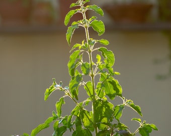 Holy Basil / Tulsi - Organically Grown Medicinal Herb - Ocimum tenuiflorum