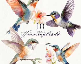 Watercolor Hummingbird Clipart: Pastel Bird PNG Bundle (Digital Download)