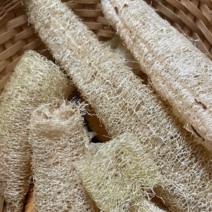 Luffa Seeds