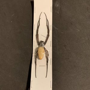 Araña tejedora de orbe perlado (Nephila clavipes)