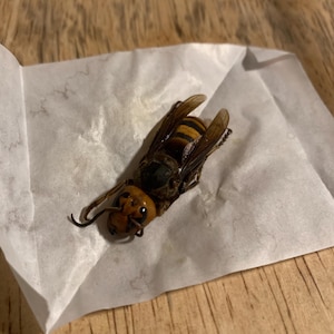 vespa mandarinia (murder hornet)