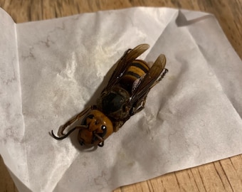 vespa mandarinia (murder hornet)