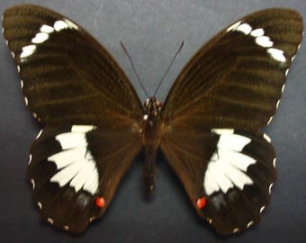 Nieoprawiany papilio aegeus (samiec)