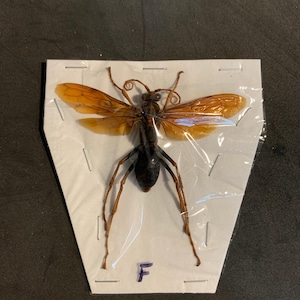 May include: A preserved insect specimen of a wasp with orange wings and black body, mounted on a white card with a plastic cover. The card has a letter "F" written on it.