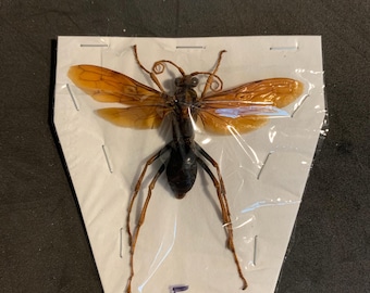 Rare Giant Tarantula Hawk Wasp Framed Taxidermy - Pepsis