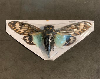 Tosena splendida