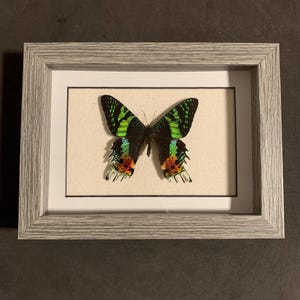 Madagascan sunset moth