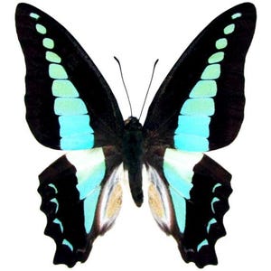 Unmounted Graphium sarpedon