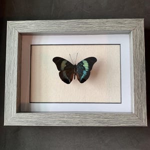 panacea prola