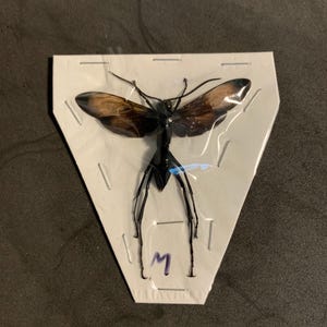 May include: A black and brown insect with long legs and wings is pinned to a white triangular card with the letter "M" written on it.