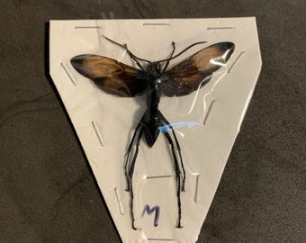 Rare Giant Tarantula Hawk Wasp Framed Taxidermy - Pepsis