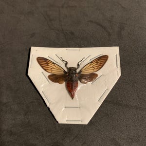 huechys incarnata