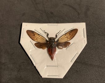 May include: A preserved cicada insect pinned to a white display board with a black and brown body and translucent wings with brown and yellow markings.