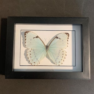 mounted morpho polyphemus