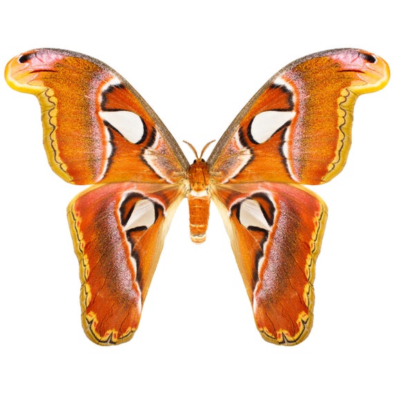 Unmounted Attacus Atlas (female)