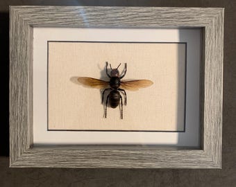 vespa mandarinia Queen (murder hornet)