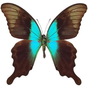 マウントされていないアゲハチョウ