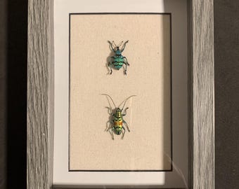framed long horned/ weevil