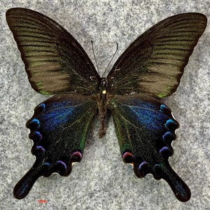 papilio bianor summer form A1-