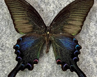 papilio bianor letnia forma A1-