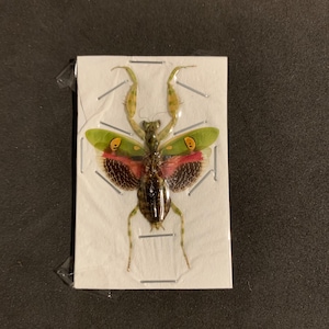 Puede incluir: Un espécimen de insecto preservado, una mantis religiosa, está sujeto con alfileres a una tarjeta blanca. El insecto tiene alas verdes y rojas con marcas amarillas. El cuerpo del insecto es marrón, sobre fondo oscuro.