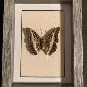 Framed charaxes Brutus