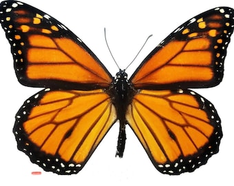 オオカバマダラ (Danaus plexippus) の標本 - Etsy 日本