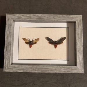 cicada arrangement