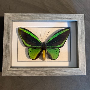 ornithoptera priamus Poseidon