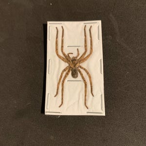 unmounted spider