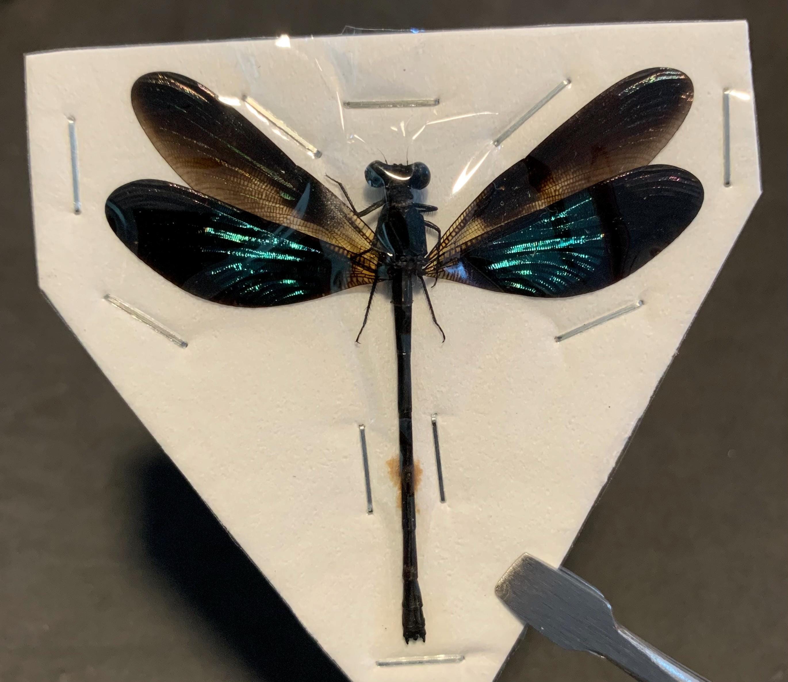 Dragonfly taxidermy - Etsy 日本