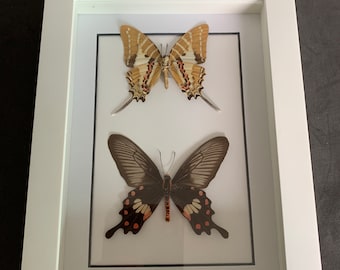 mounted butterfly arrangement