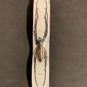 Nephila pilipes (tejedora de orbe dorada)